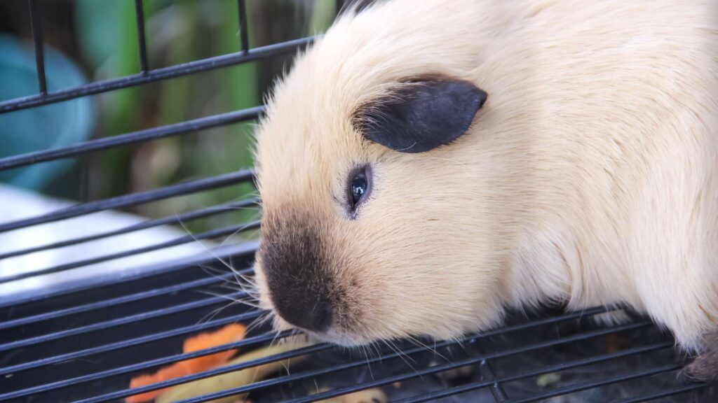 Himalájai tengerimalac (Cavia porcellus) 3 Himalájai Tengerimalac