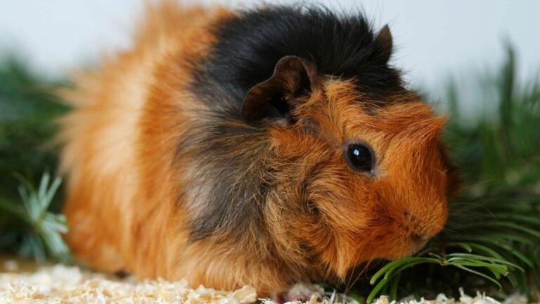 Abyssinian tengerimalac fajta