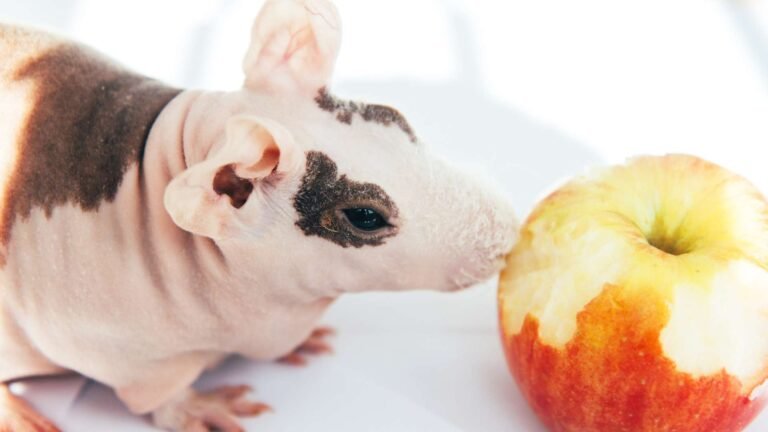 Baldwin Tengerimalac