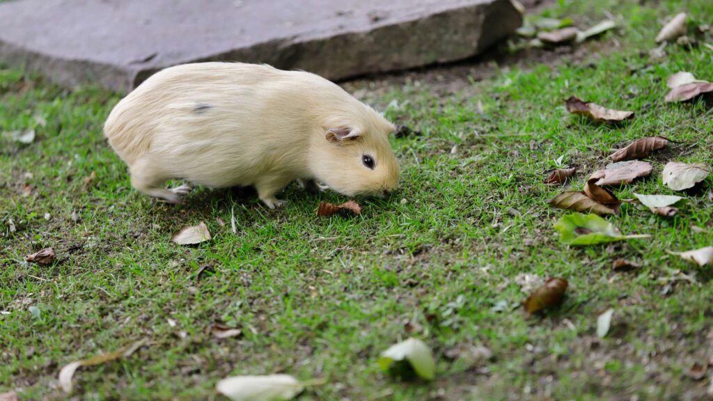 Himalájai tengerimalac (Cavia porcellus) 2 Himalájai Tengerimalac