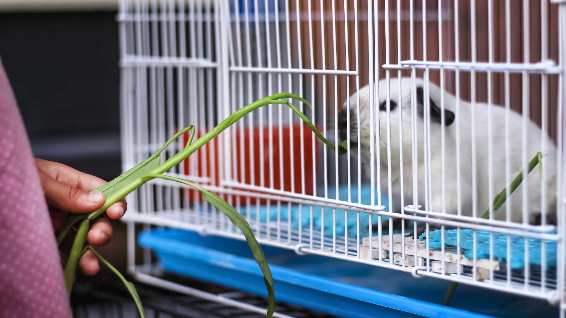 Himalájai Tengerimalac fajta