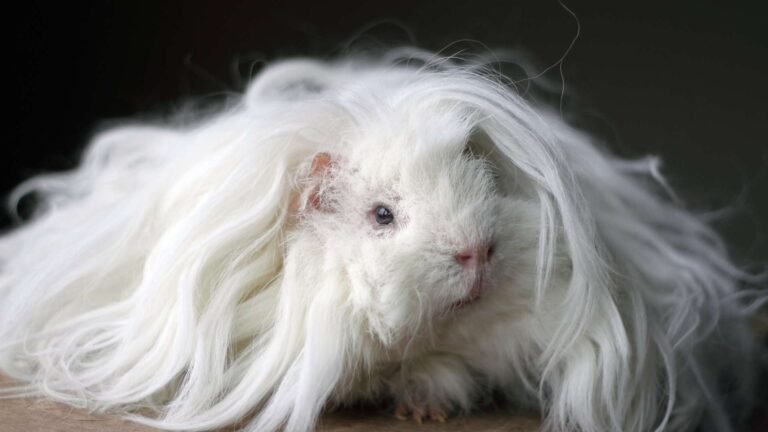 Lunkarya tengerimalac