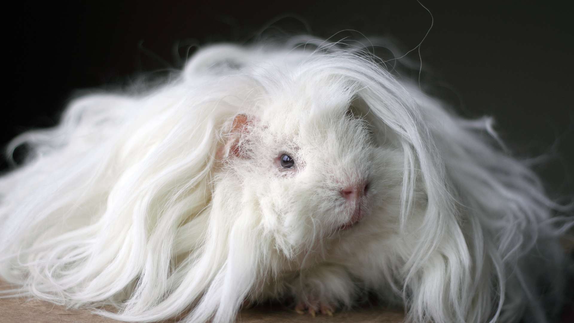 Lunkarya Tengerimalac