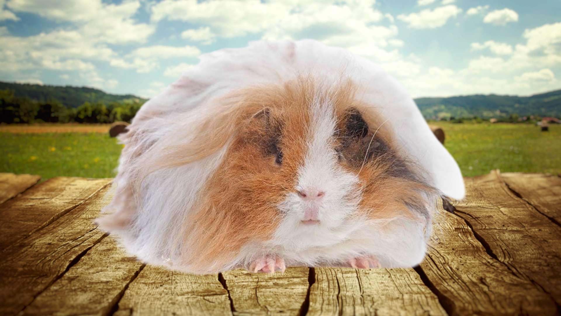 Mohair Tengerimalac fajta