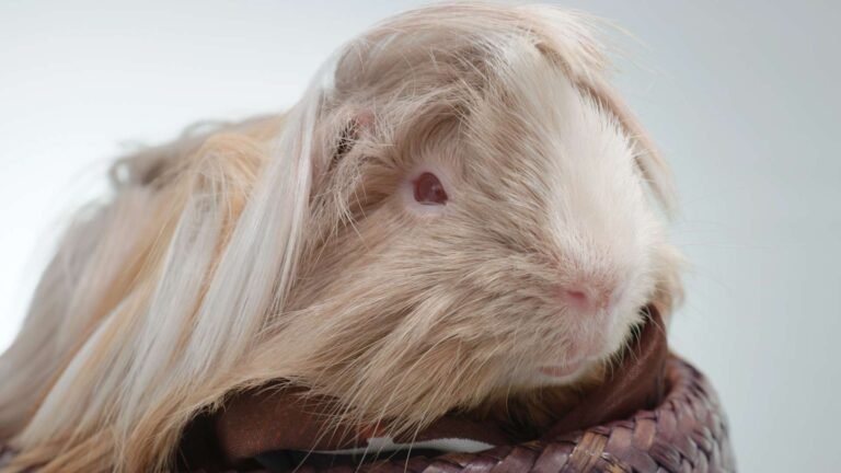 Perui Tengerimalac fajta