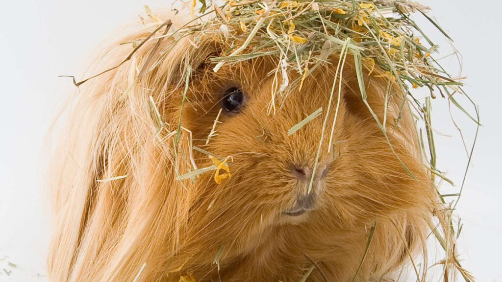 Silkie vagy Sheltie Tengerimalac fajta