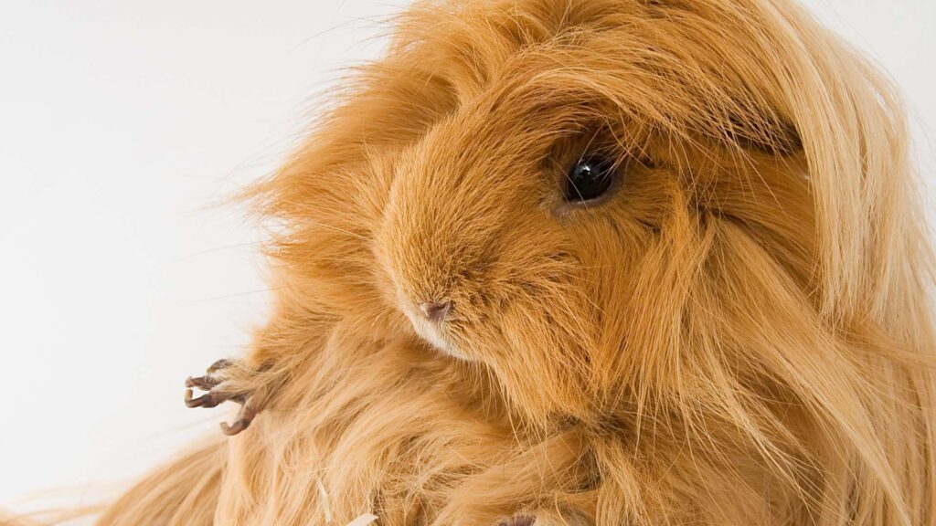 Silkie vagy Sheltie Tengerimalac fajta