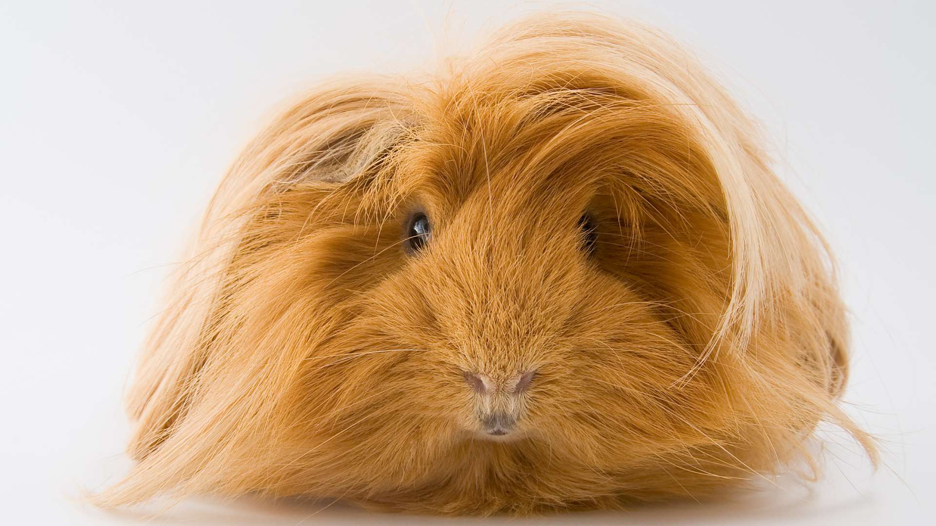 Silkie vagy Sheltie Tengerimalac Silkie vagy Sheltie Tengerimalac fajta