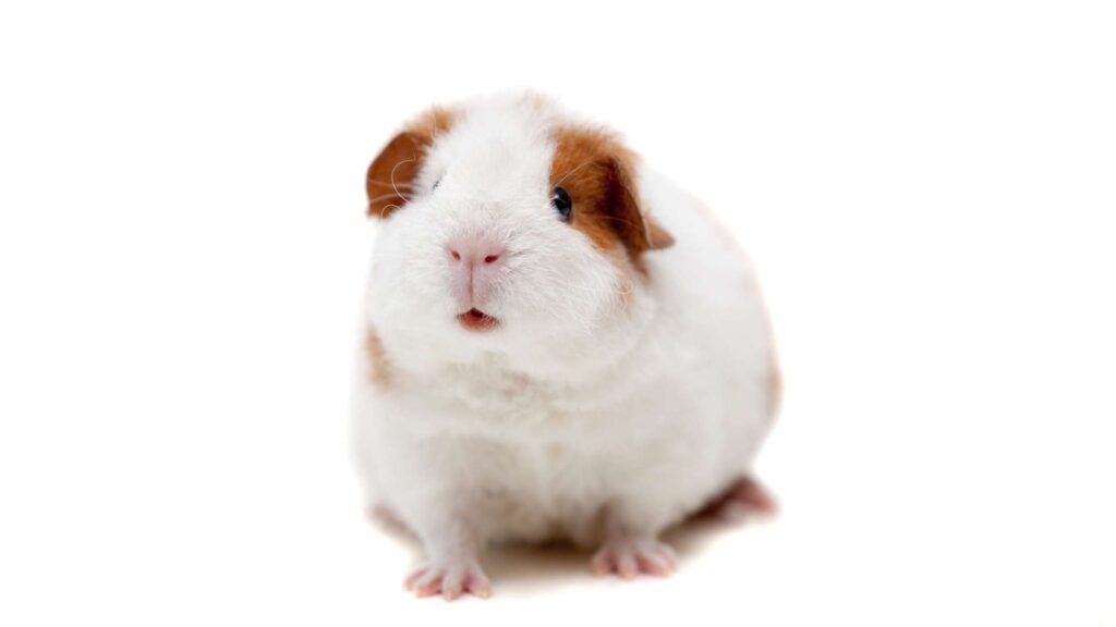 Teddy Tengerimalac