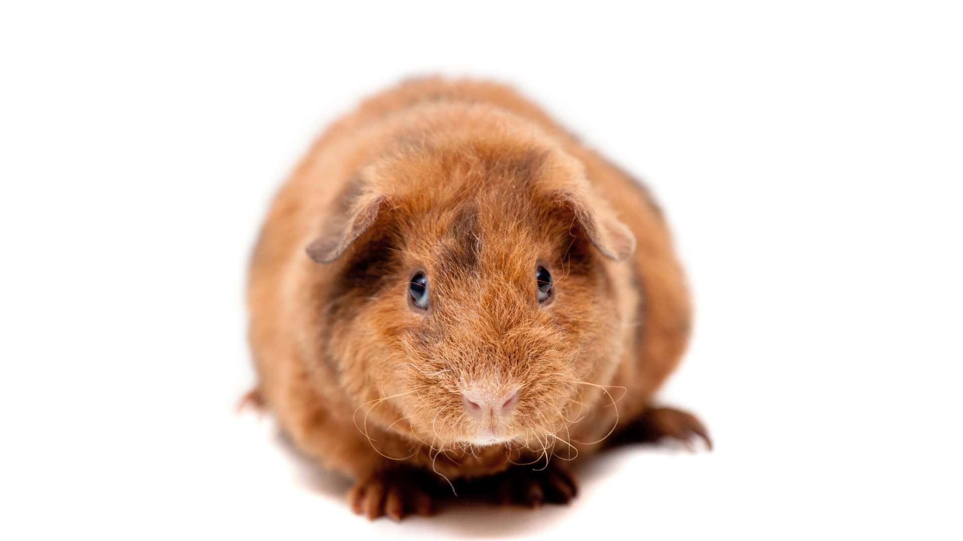 Teddy Tengerimalac