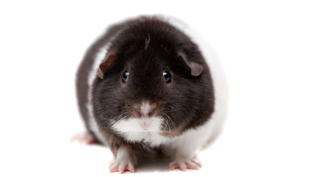 Teddy Tengerimalac