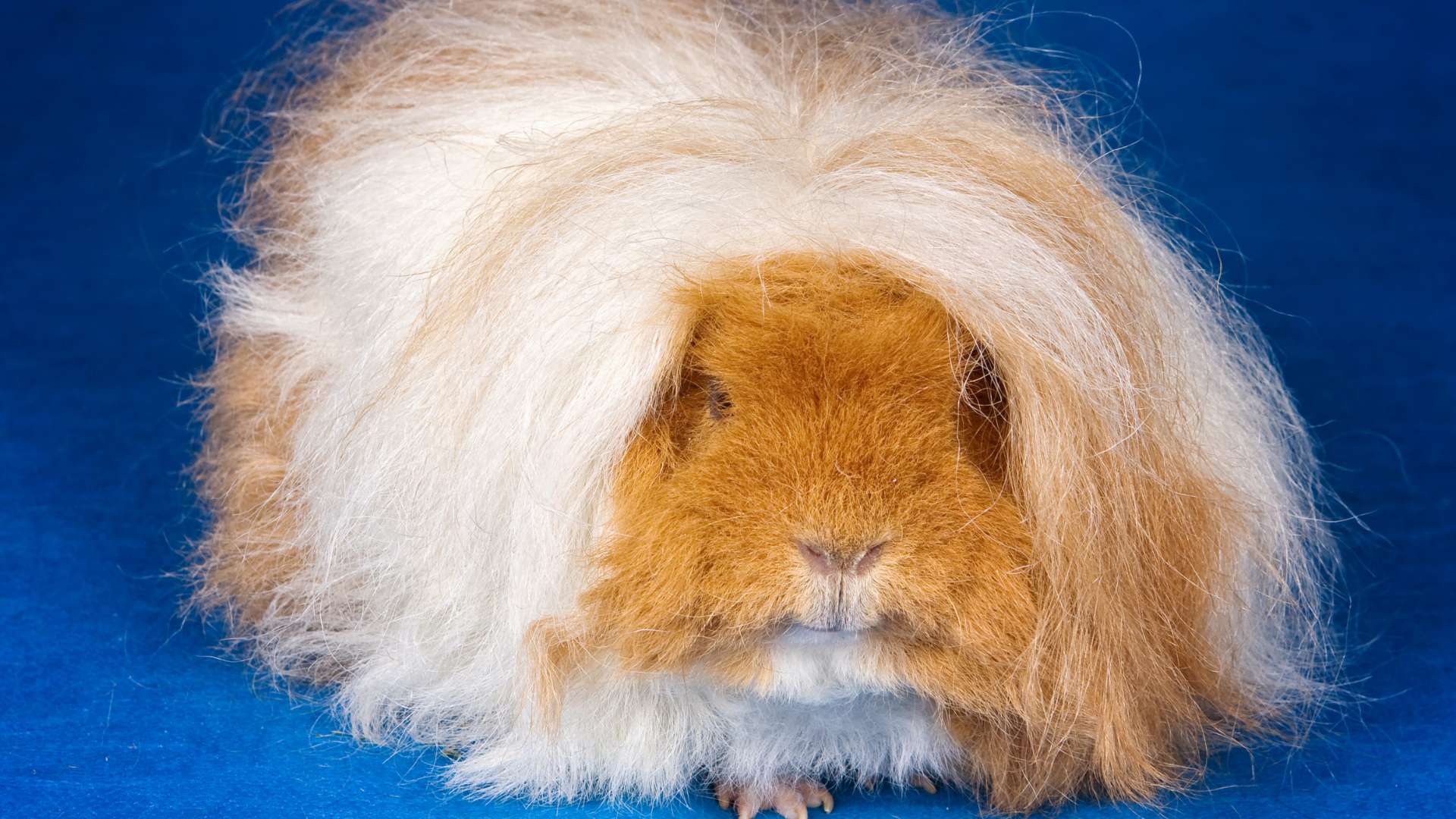 Texel Tengerimalac