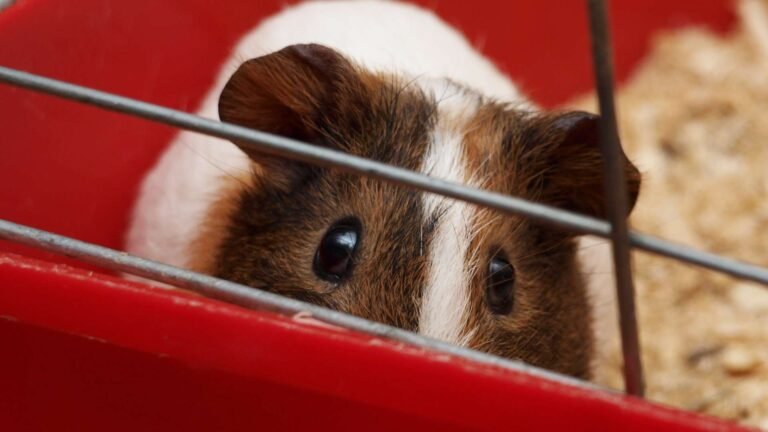 A tengerimalacok tartási körülményeinek higiéniája