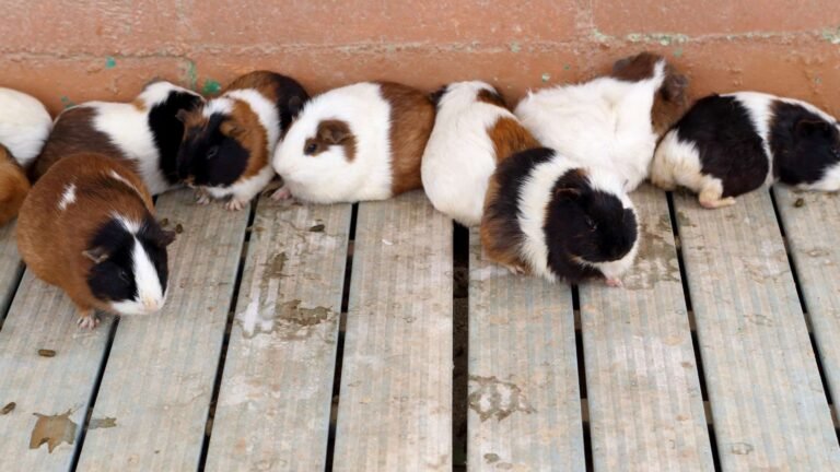 Tengerimalacok csoportja pihen a fapadlón, különböző színekben.