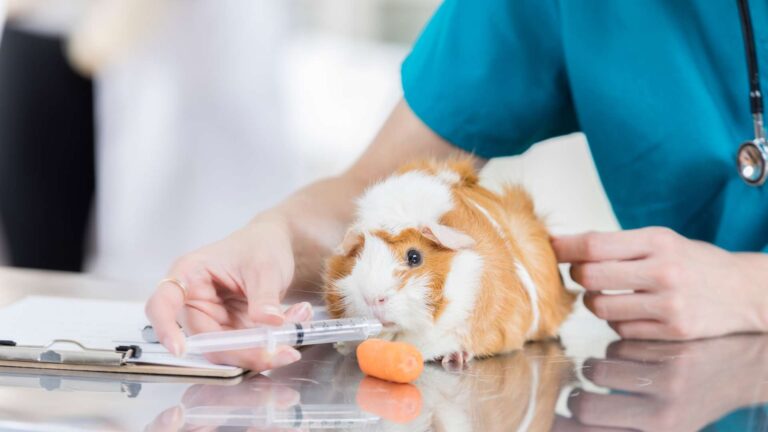 tengerimalac elsősegély