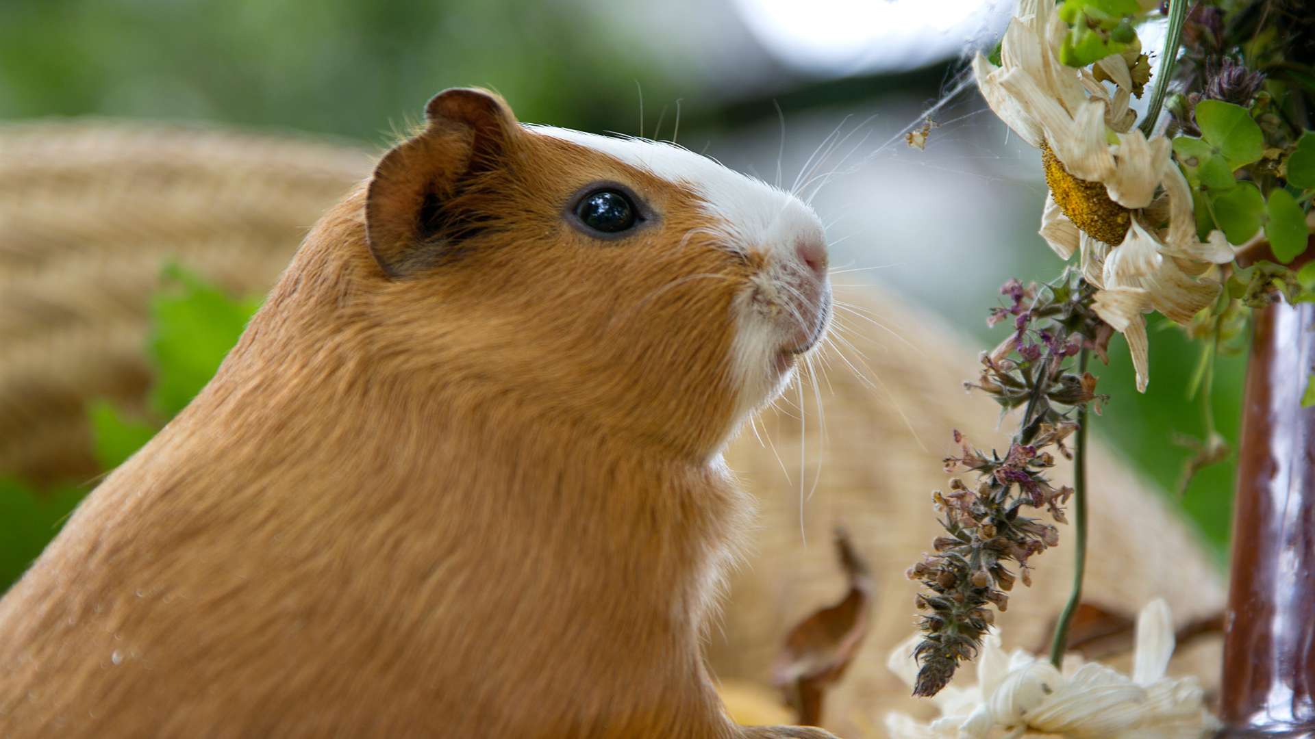 tengerimalac környezet
