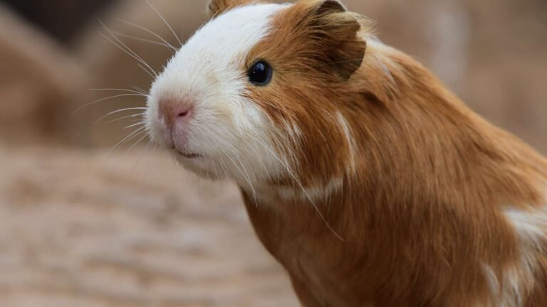 A tengerimalacok kommunikációs jelei: Hogyan értsük meg a csipogásokat és mozgásokat?