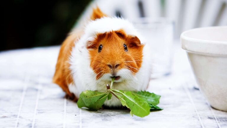 Egy tengerimalac ül egy asztalon, friss zöld leveleket tart a szájában.