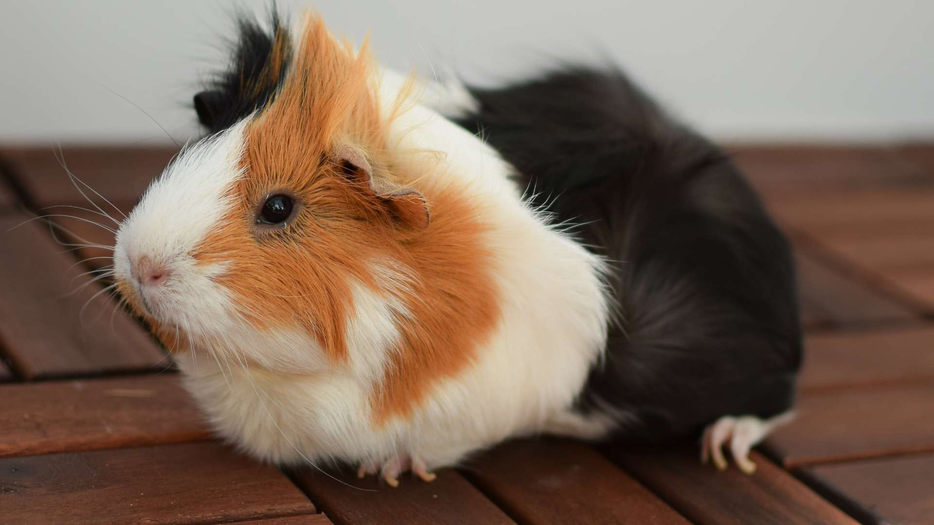 tengerimalac fajták