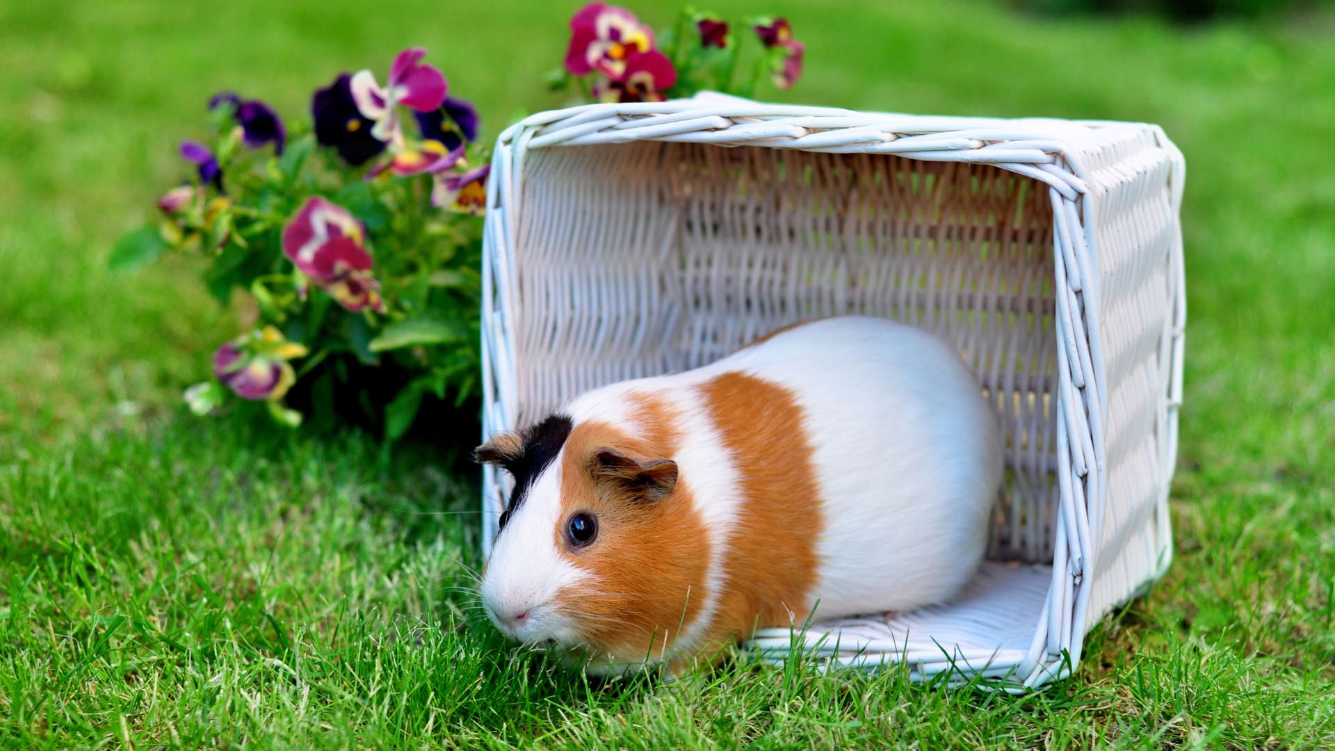 A legjobb tengerimalacos filmek tengerimalacos filmek