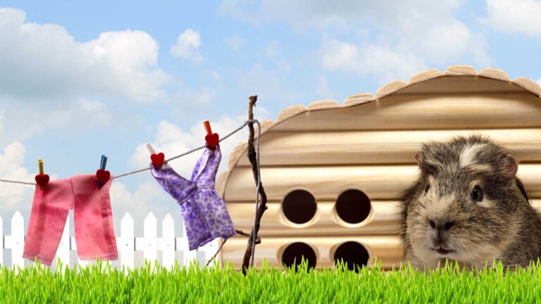 A tengerimalac lakhelyenek berendezese