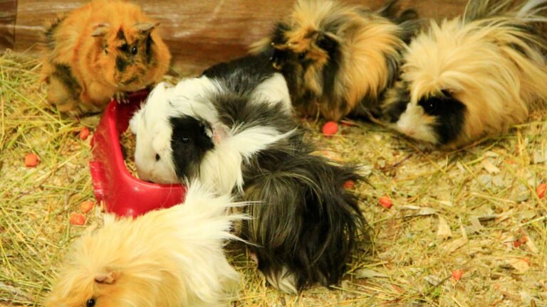 Társítás: A tengerimalacok társas igényei és a megfelelő tartás