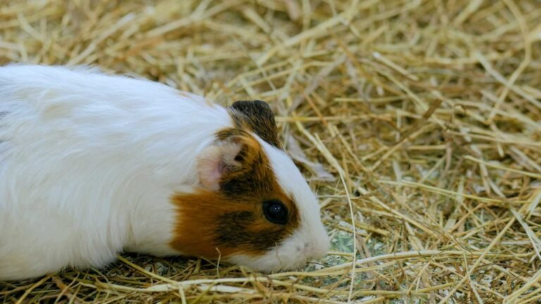 Milyen gyakran kell takarítani a tengerimalacokat?