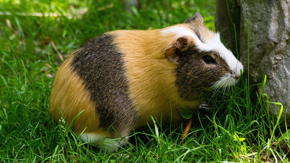 A tengerimalacok nyári gondozása: tippek a kényelmes és biztonságos környezet megteremtéséhez