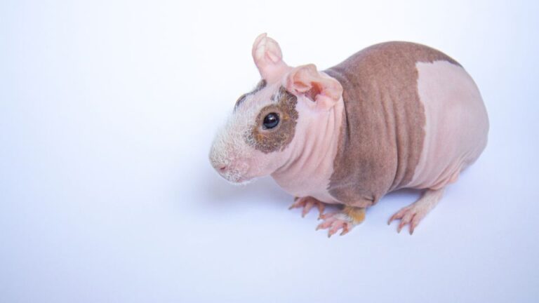 A tengerimalacok bőrproblémái