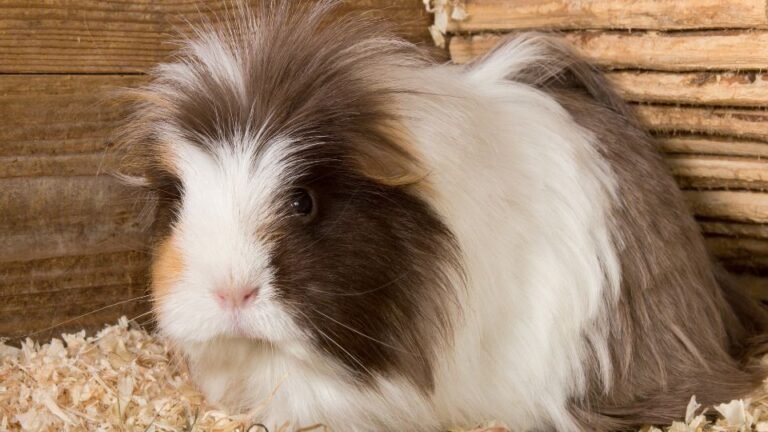 A tengerimalac ürüléke: többet mond, mint gondolnád