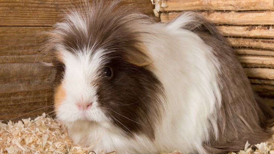 A tengerimalac ürüléke: többet mond, mint gondolnád