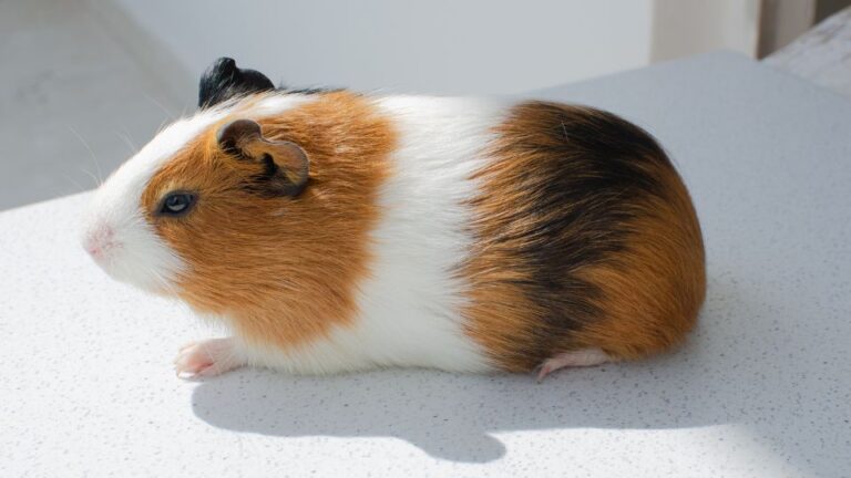 A tengerimalac kiszáradás jelei és megelőzése