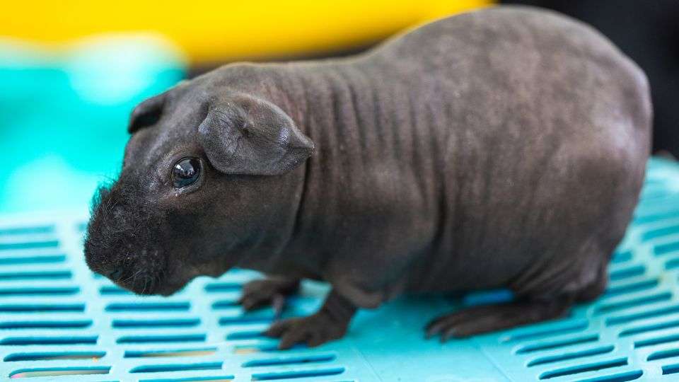 Kopasz tengerimalac tartasa 1