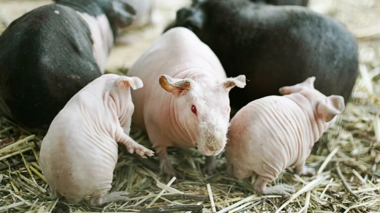 Kopasz tengerimalacok csoportja szalmán, barátságos környezetben.