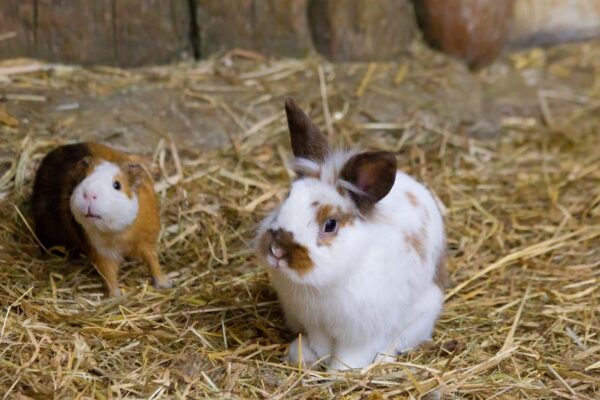 Tengerimalac és nyúl együtt tartása Tengerimalac es nyul 1