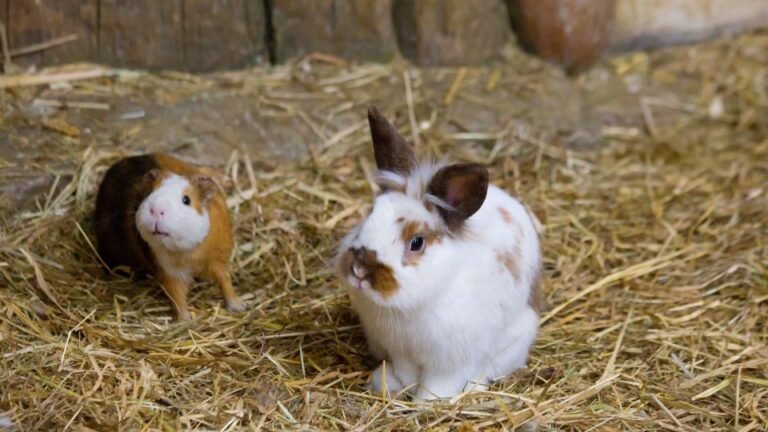 Tengerimalac és nyúl együtt tartása